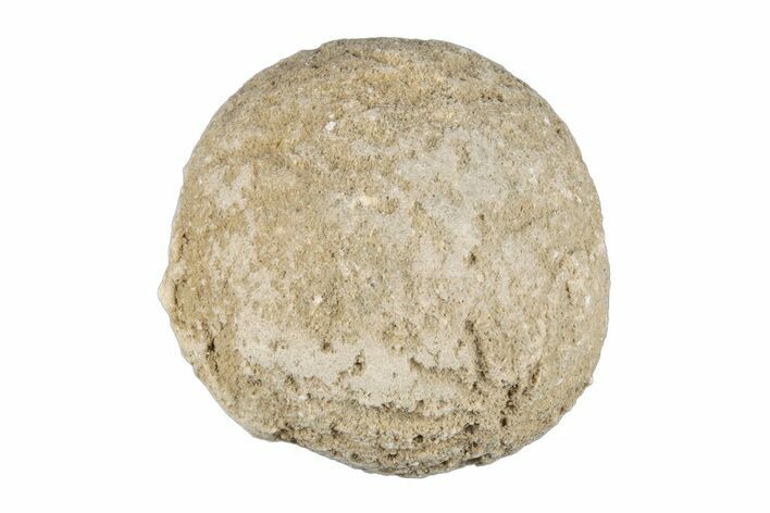 Silurain Fossil Sponge (Astraeospongia) - Tennessee #203701